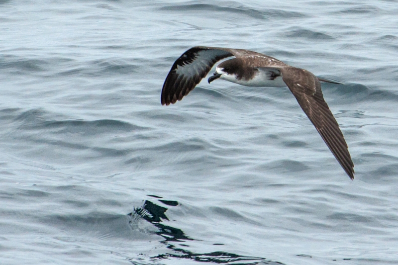 Galapagos Petrel