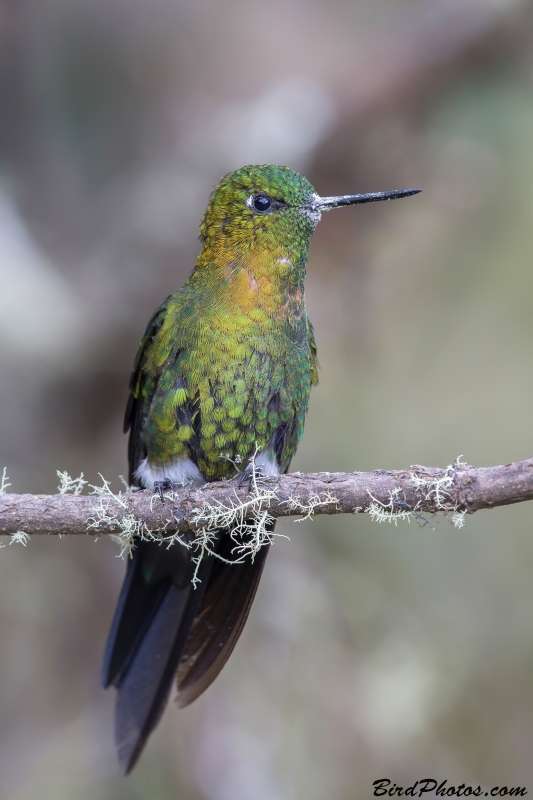 Golden-breasted Puffleg