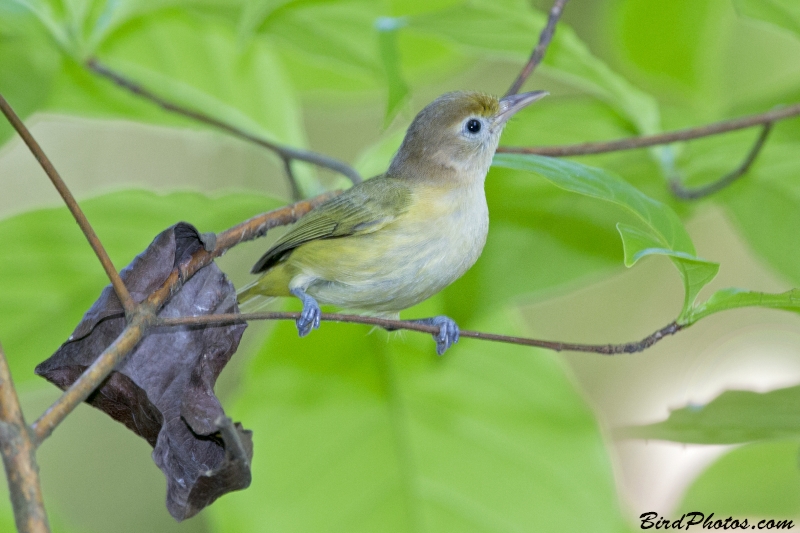 Golden-fronted Greenlet