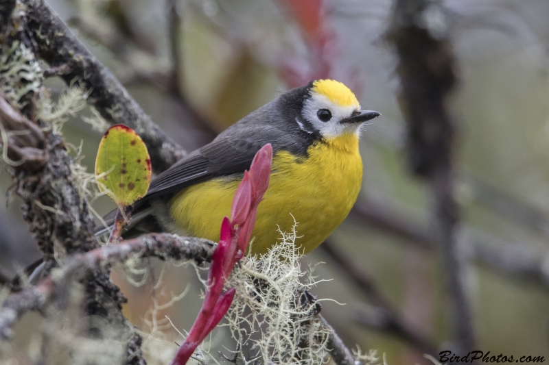 Golden-fronted Whitestart