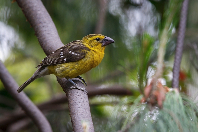 Golden Grosbeak