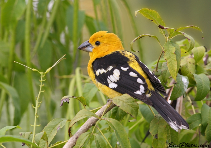 Golden Grosbeak