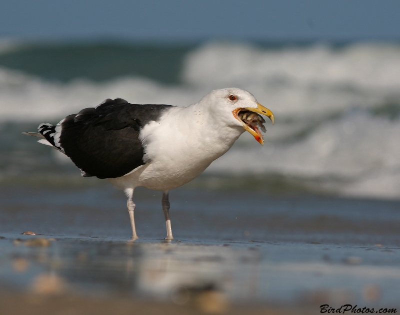 Great Black-backed Gull