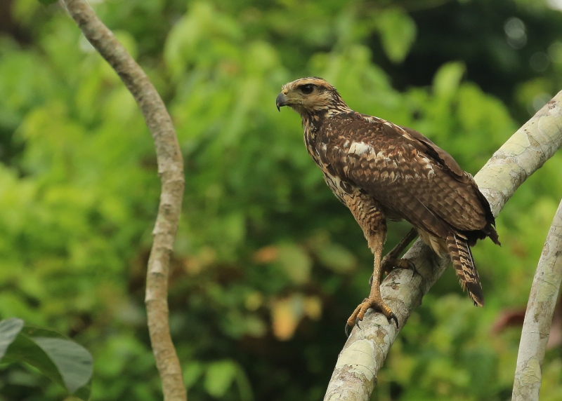 Great Black Hawk