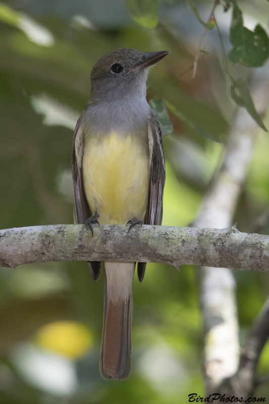 Great Crested Flycatcher