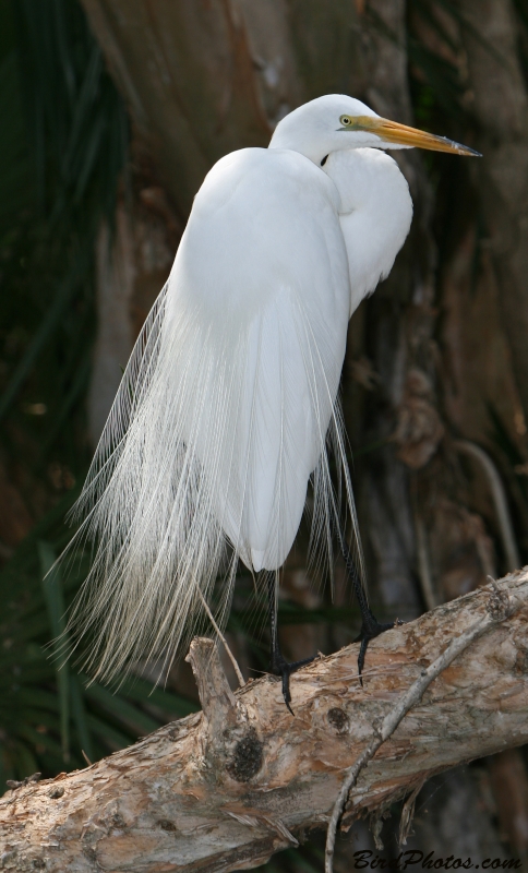 Great Egret