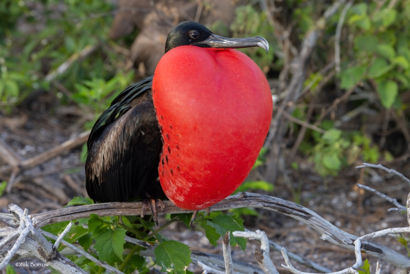 Great Frigatebird