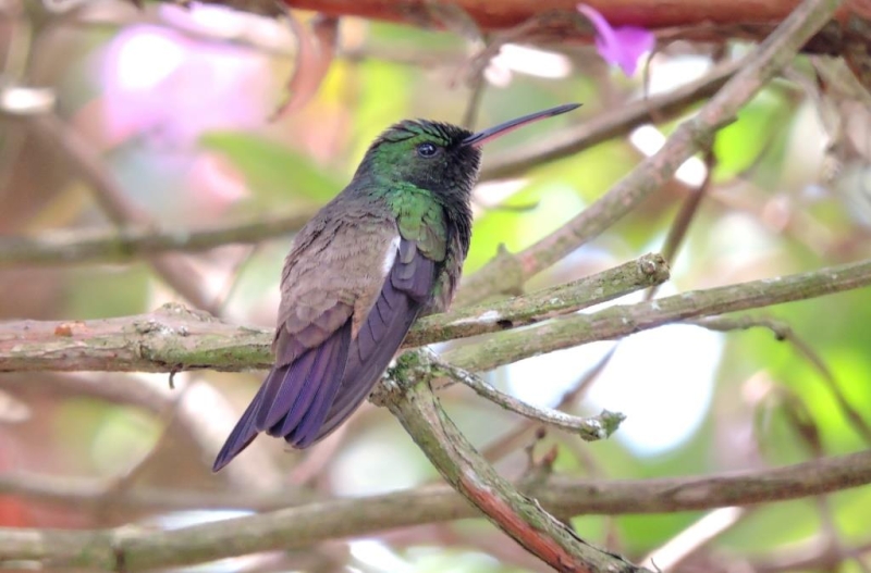 Green-bellied Hummingbird