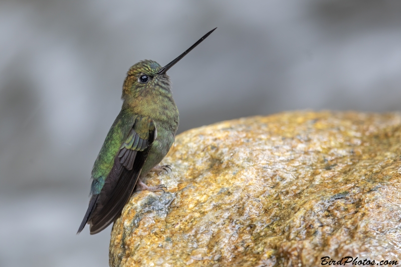 Green-fronted Lancebill