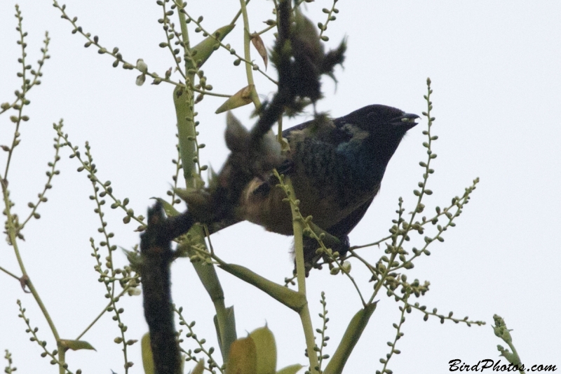 Green-naped Tanager