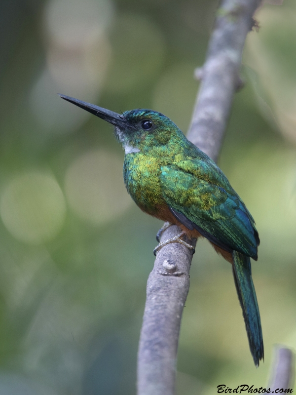 Green-tailed Jacamar