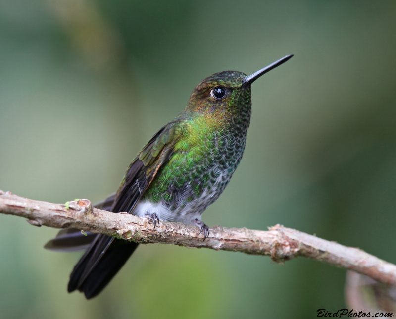 Greenish Puffleg