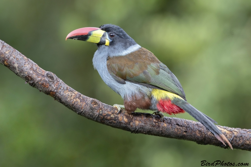 Grey-breasted Mountain Toucan