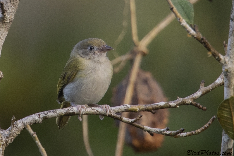 Grey-chested Greenlet