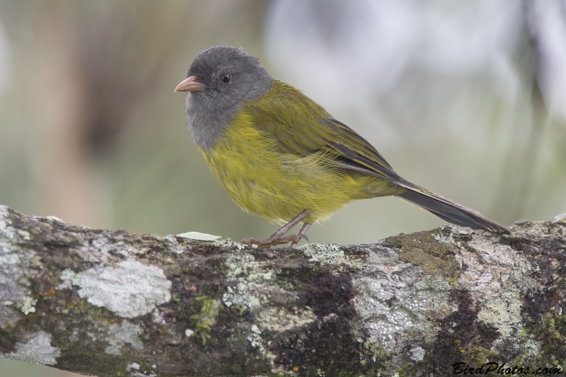 Grey-hooded Bush Tanager