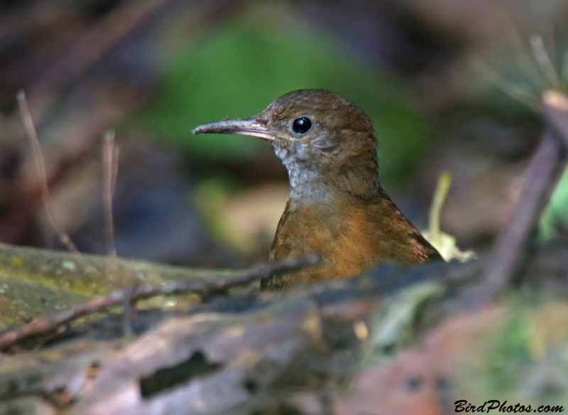 Grey-throated Leaftosser