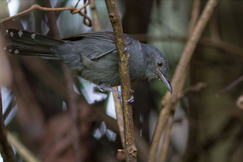Grey Antbird