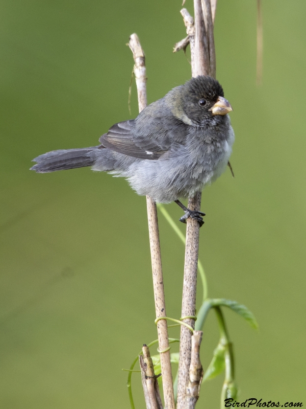 Grey Seedeater