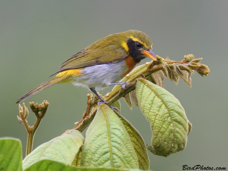 Guira Tanager