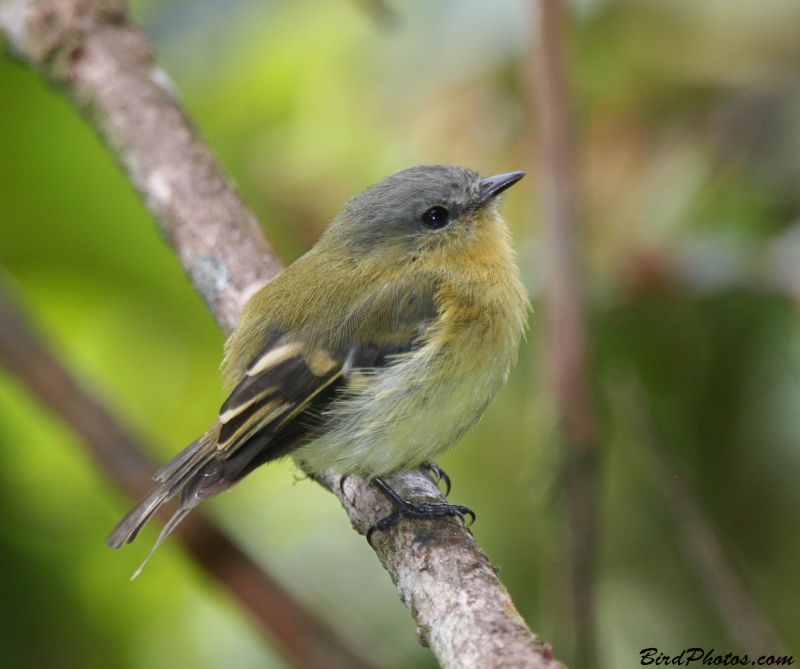 Handsome Flycatcher