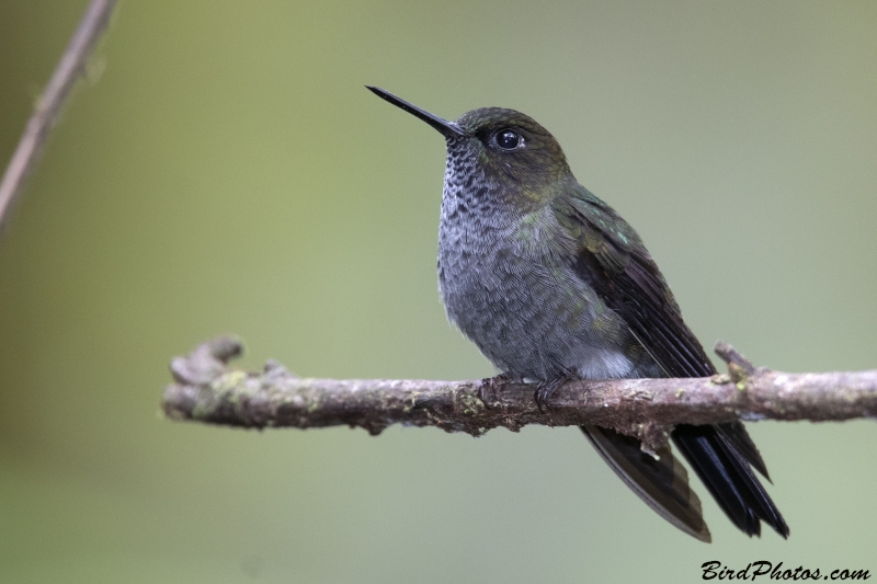 Hoary Puffleg