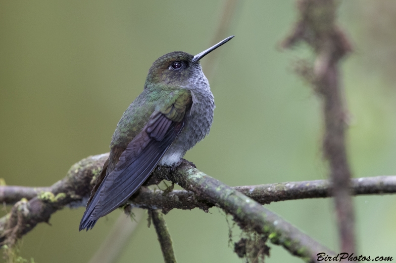 Hoary Puffleg