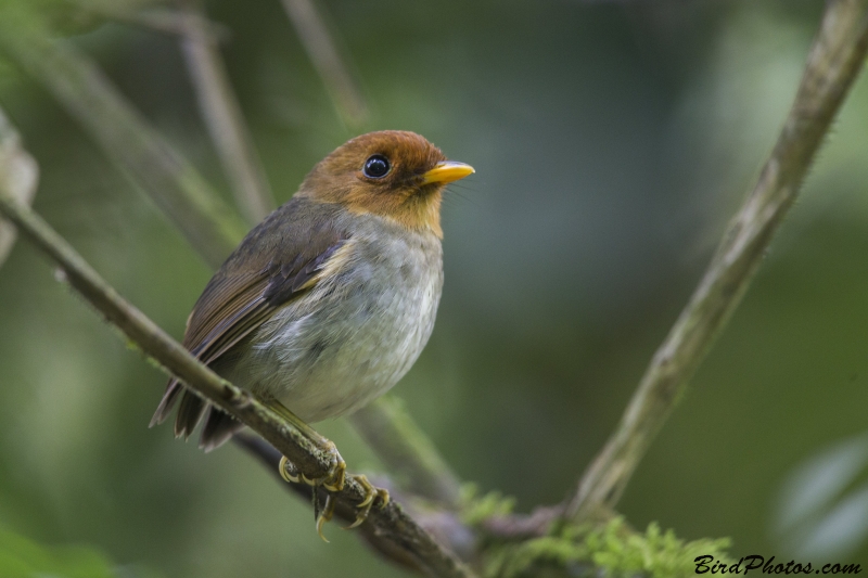 Hooded Antpitta