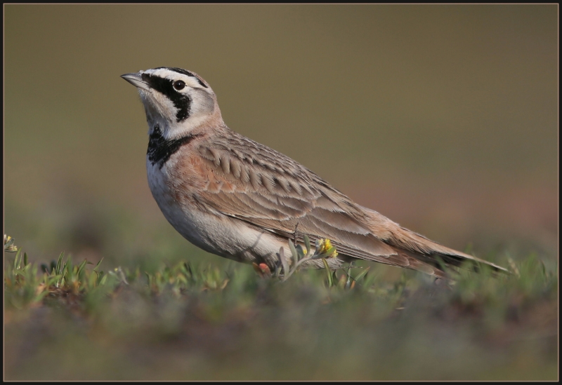 Horned Lark