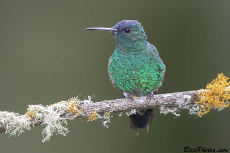 Indigo-capped Hummingbird