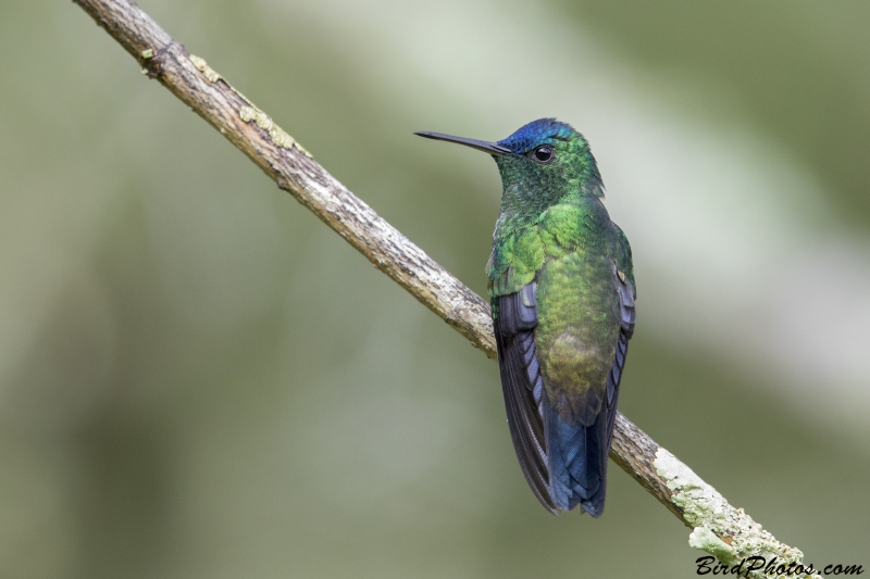 Indigo-capped Hummingbird