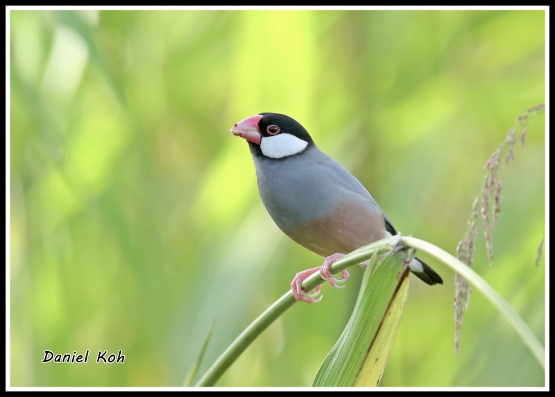 Java Sparrow