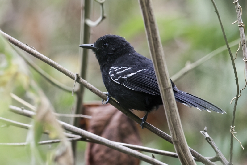 Jet Antbird