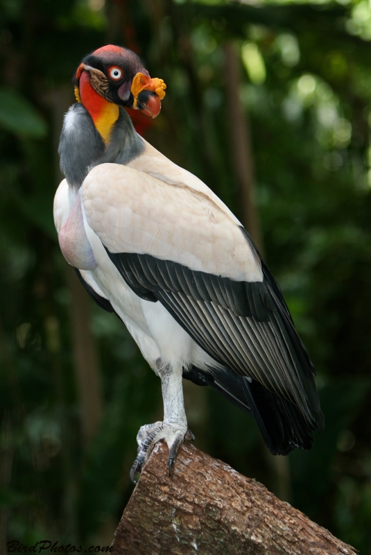 King Vulture