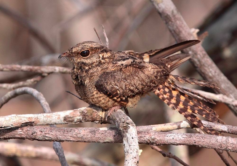 Ladder-tailed Nightjar