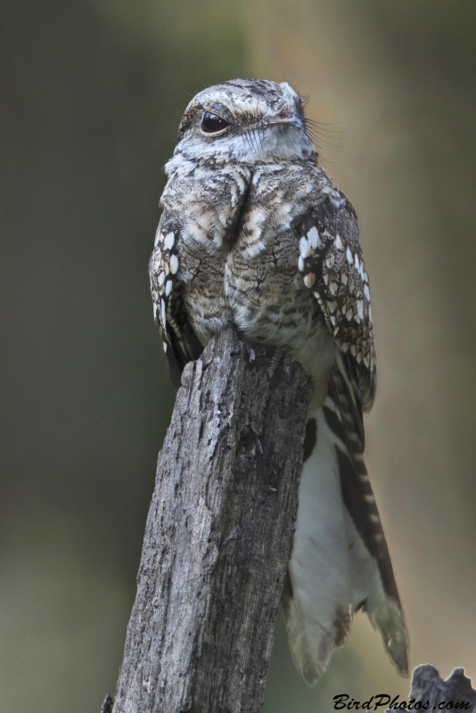 Ladder-tailed Nightjar