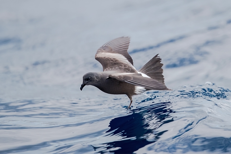 Leach's Storm Petrel