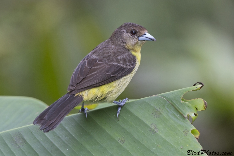 Lemon-rumped Tanager