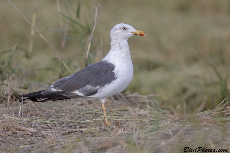 Lesser Black-backed Gull