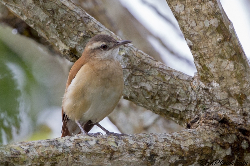 Lesser Hornero