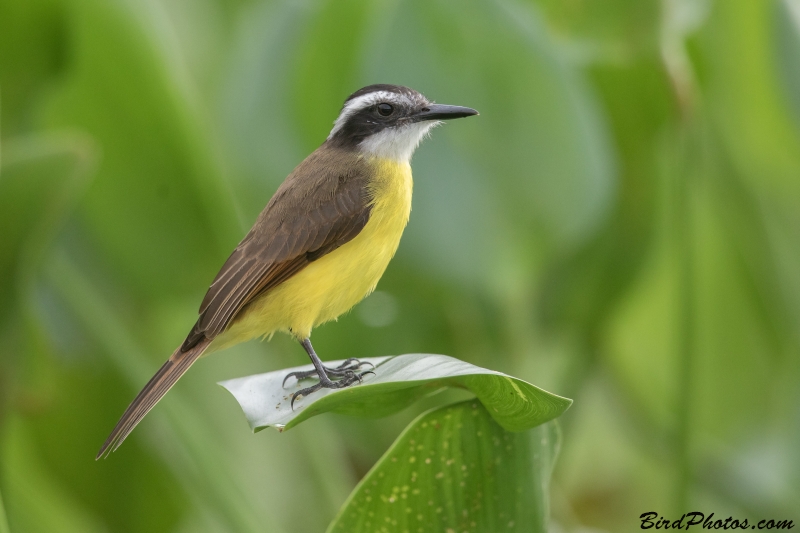 Lesser Kiskadee