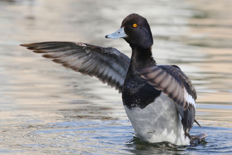 Lesser Scaup