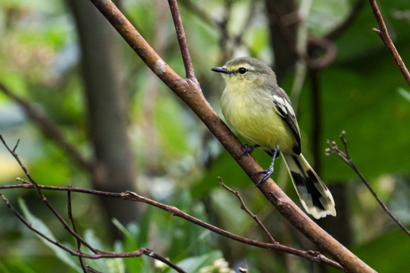 Lesser Wagtail-Tyrant