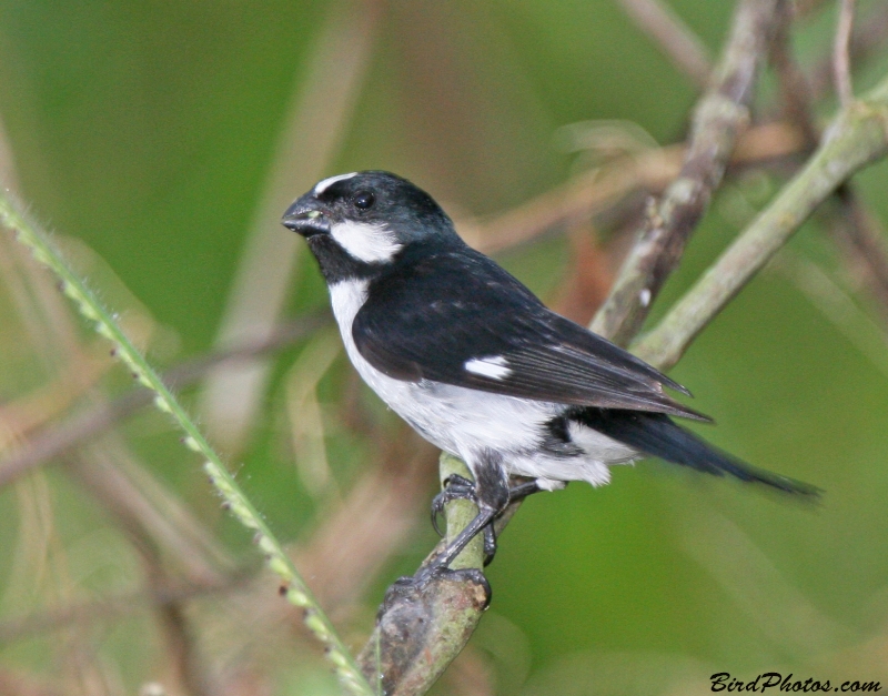 Lined Seedeater