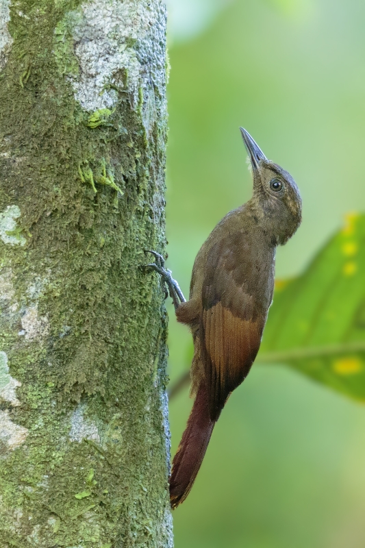 Little Long-tailed Woodcreeper