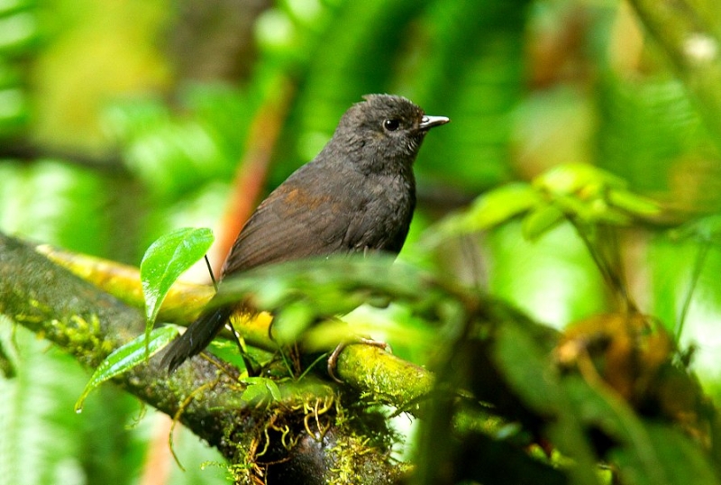 Long-tailed Tapaculo