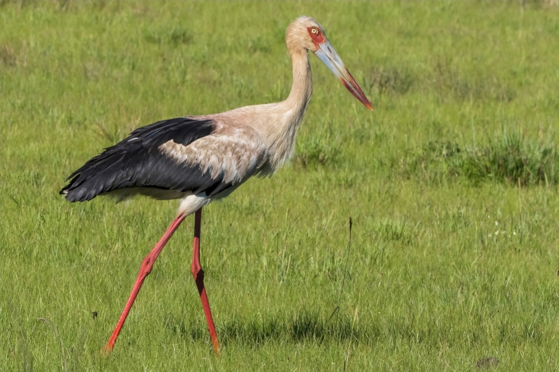 Maguari Stork