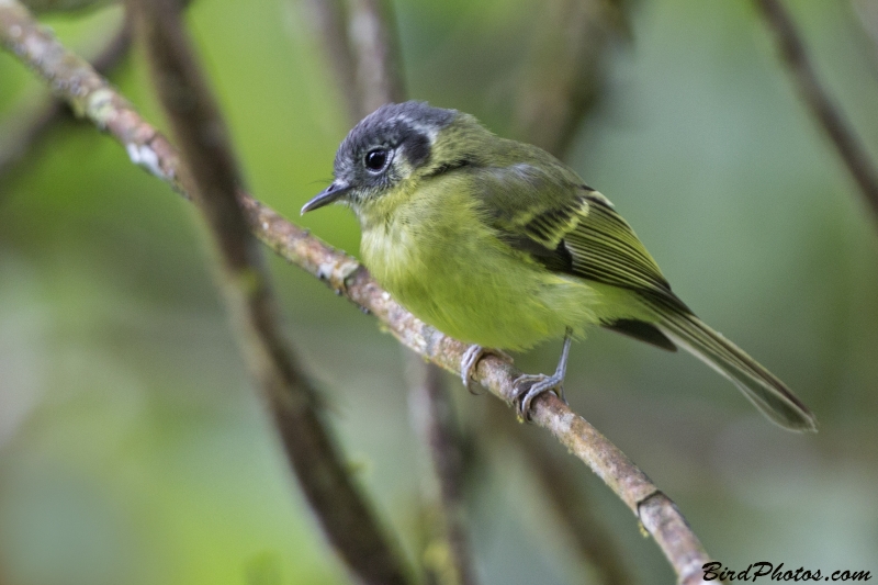 Marble-faced Bristle Tyrant