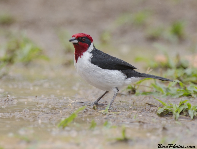 Masked Cardinal