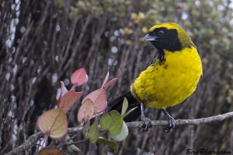 Masked Mountain Tanager