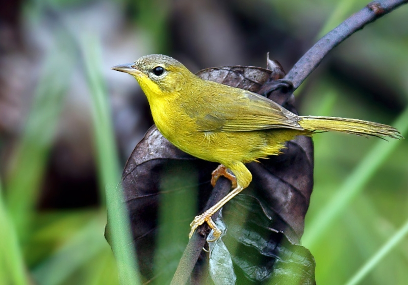 Masked Yellowthroat